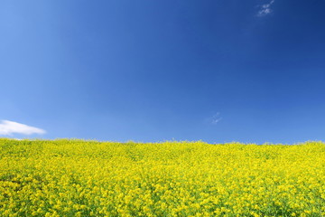 Obraz premium 菜の花咲く江戸川土手風景