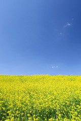Fototapeta premium 菜の花咲く江戸川土手風景