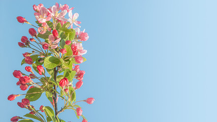 Banner with beautiful and colorful cherry blossom at Spring day in tropical garden with copy space for text and blue gradient background, closeup, details