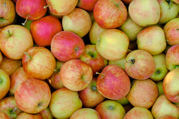 Closeup shot of fresh red and yellow apples