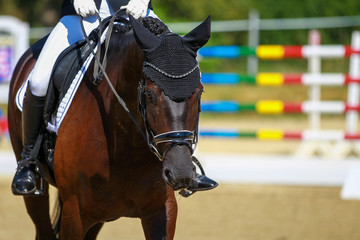 Dressage horse in head portraits in the neckline with rider from the front with ear cap..