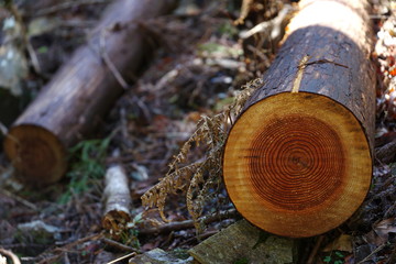 Fototapeta premium 切断した木材