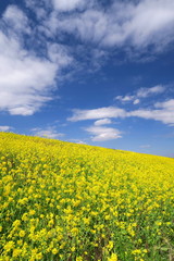 Obraz premium 菜の花咲く江戸川土手風景