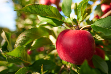 Shiny delicious apples hanging from a tree branch in an apple orchard
