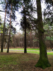 trees in the green and gold park 