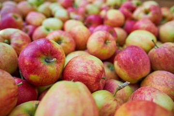 wooden crate full of fresh apples. harvest of fresh organic apples during autumn fall september in poland in apple orchard.