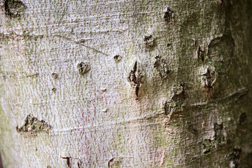 Baumstamm: Ringe / Jahresringe eines abgesägten Baumstammes