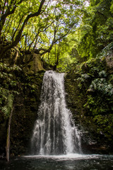 Waterfall in the middle of bright green forest