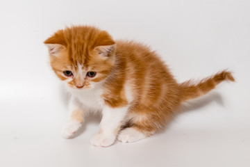 ginger kitten scottish cat on a white background