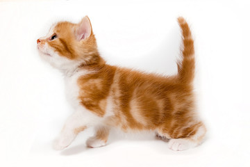 ginger kitten scottish cat on a white background