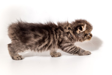 gray kitten scottish cat on a white background
