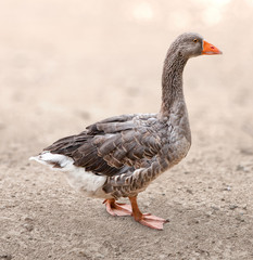 Greylag goose on the farm. Blurred background. Greygoose in the paddock on the ranch. Wild goose walking on the  clay in farmstead. Goose in the coop.
