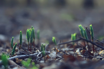 spring bokeh abstract blurred background, sun glare background
