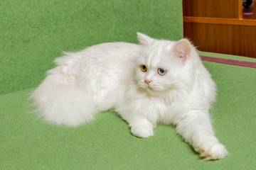 white scottish cat with multi-colored eyes