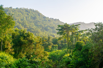 Into the wild and beautiful nature of Vietnam near My Son Temple complex.