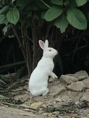 conejito, 
rabbit