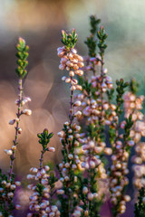 wiosenne kwiaty w ogrodzie na tle rozmytego tła © Henryk Niestrój