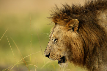 Lion closeup, Masai Mara