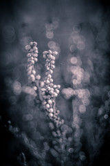 wiosenne kwiaty w ogrodzie na tle rozmytego tła © Henryk Niestrój