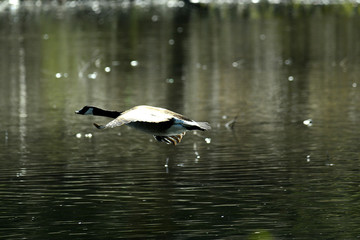 Wildgans am Wasser und im Flug