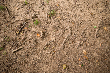 Waldboden: Erde, Laub und Äste auf einem Waldboden, Platz für Text/Typo