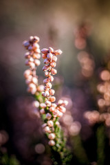 wiosenne kwiaty w ogrodzie na tle rozmytego tła © Henryk Niestrój