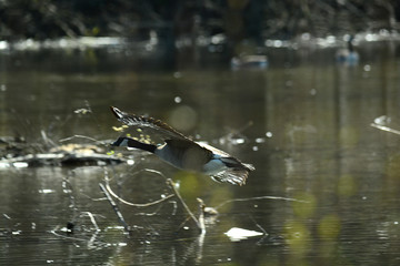 Wildgans am Wasser und im Flug