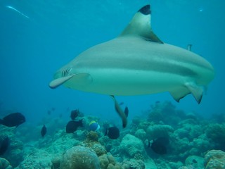 I got lucky when this beautiful female black tip reef shark was curiously and calmly coming very close (40cm) while I was freediving in shallow depths without moving at the house reef at soneva fushi.