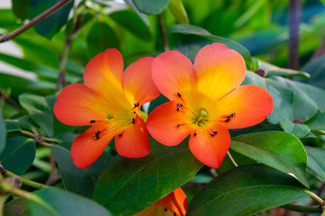 Beautiful flowers in nature.