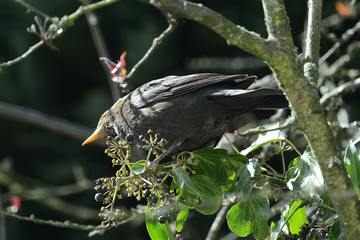Amsel im Geäst