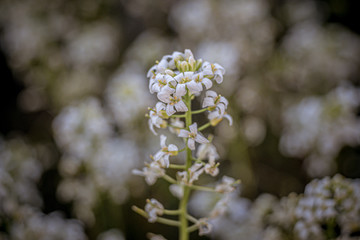 wiosenne kwiaty w ogrodzie na tle rozmytego tła © Henryk Niestrój