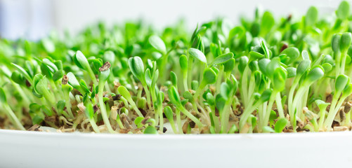 Salad on the windowsill. Microgreens growing. Vegan and healthy eating concept. White background....