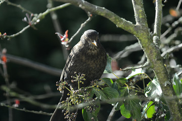 Amsel im Geäst