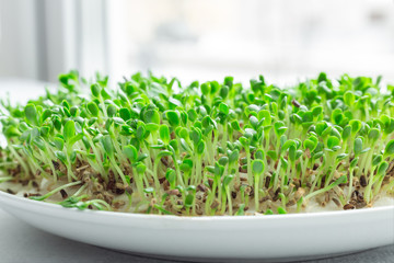 Fresh micro greens closeup. Microgreen salad sprouts. Microgreens growing. Healthy eating concept