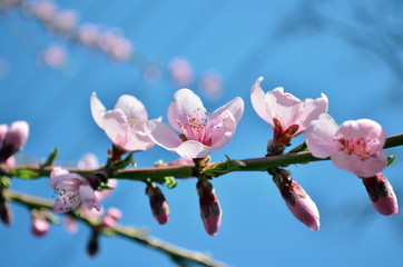 peach tree branch blooming in April