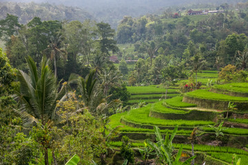 Fototapeta na wymiar Beautiful views of the rice terraces of Jatiluwih in Bali, Indonesia