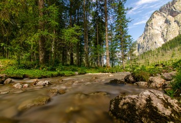 mountain river in the forest