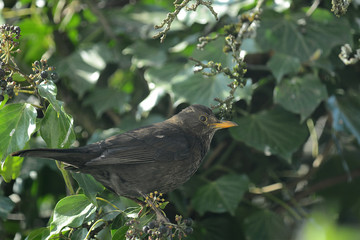 Amsel im Geäst