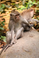 Naklejka na ściany i meble Forest of Monkeys in the city of Ubud on the island of Bali, Indonesia