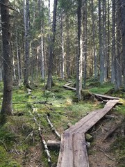 drewniane kładki w lesie, spacer  © Wojciech