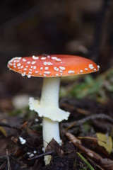 Fliegenpilz im Wald