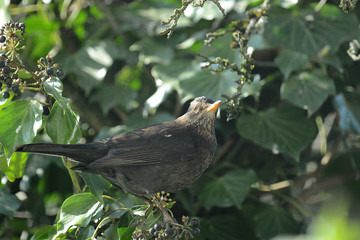 Amsel im Geäst