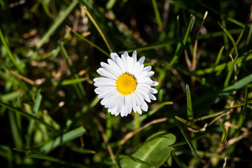 Daisy blooming flower on green meadow