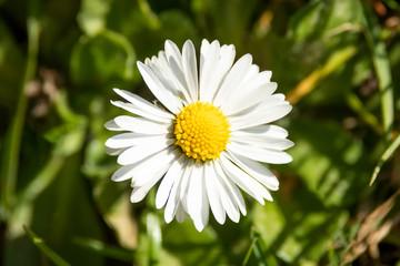 Fototapeta premium Daisy blooming flower on green meadow