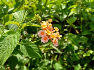 Lantana camara (common lantana, big sage, wild sage, red sage, white sage, tick berry, West Indian lantana, umbelanterna) with natural backrgound