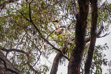 Fototapeta premium Cute Koala bear. Australian Koalas hanging in Eucalyptus tree branches. Close up of animal sitting, being lazy intrees. Rustic, dark, grey, green background.