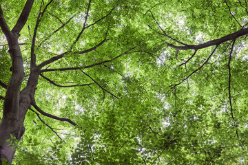 Waldboden: Erde, Laub und &Auml;ste auf einem Waldboden, Platz f&uuml;r Text/Typo