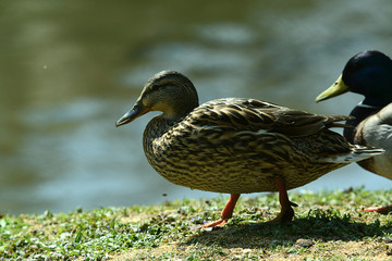 Enten am Wasser