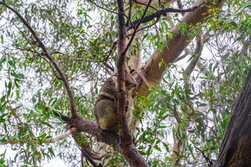 Cute Koala bear. Australian Koalas hanging in Eucalyptus tree branches. Close up of animal sitting, being lazy intrees. Rustic, dark, grey, green background.