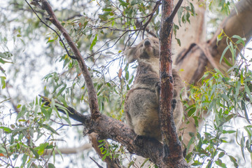 Cute Koala bear. Australian Koalas hanging in Eucalyptus tree branches. Close up of animal sitting, being lazy intrees. Rustic, dark, grey, green background.